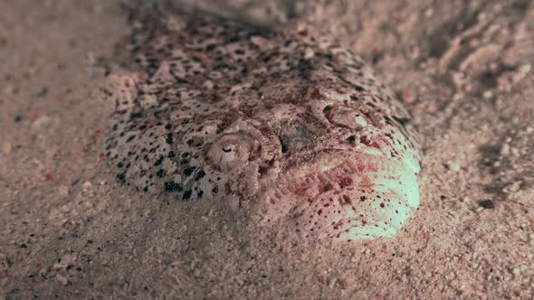 Close up of Stargazer buried in sand for camouflage at night alt