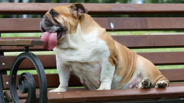 Funny Purebred English Bulldog Resting on a Bench in a City Park