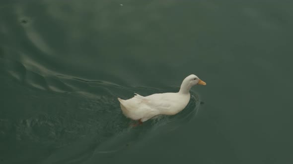 White Duck Swimming