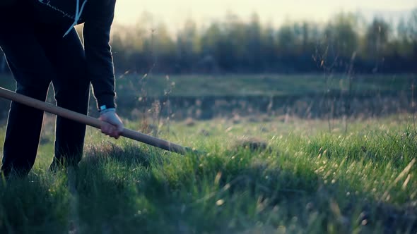 Man Digs Garden At Sunset. Gardener Digging In Allotment. Growing Organic Vegetables Digs Potatoes. alt