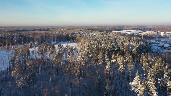 Huge Expanses of Snowcovered Pine Forest After Snowfall on a Bright Sunny Day