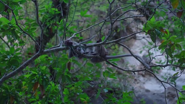 Longtailed Macaque Grooming Young Macaque on a Tree in the Jungle Thailand