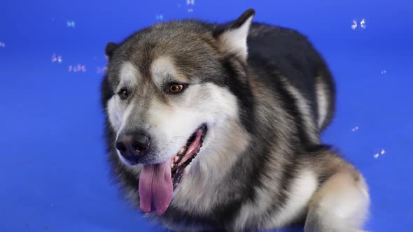 Frontal Portrait of an Alaskan Malamute Lying on a Blue Background in a Studio alt