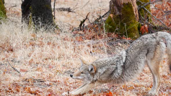 Wild Wolf Animal Coyote or Coywolf Yosemite Forest Wildlife California Fauna alt