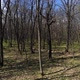 Beautiful Spring Forest, Shooting in a Drone - VideoHive Item for Sale