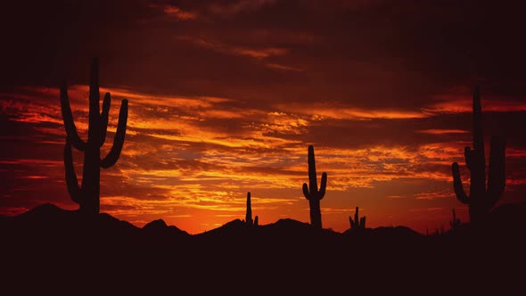 Silhouette of Saguaro Cactus in Front of a Blazing Red Sunrise