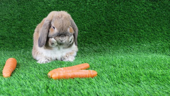 The lop-eared rabbit of a breed a dwarf ram sits on a lawn and washes.