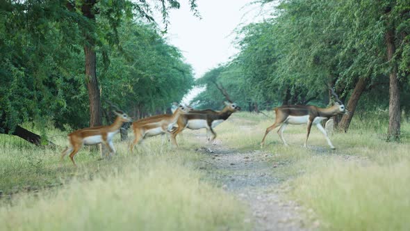 Herd of All male Blackbuck antelopes crosses the road inside a grassland located In India alt