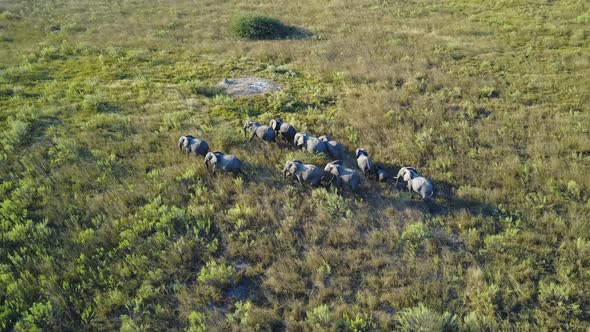 Elephant family walking together through grasslands at sunset, AERIAL alt