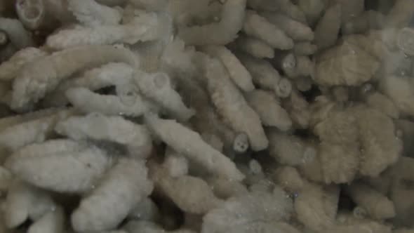 Super Slow Motion of a Rug Spinning in Moving Washing Machine alt