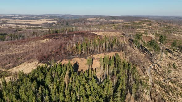 Forest After Fire Flame Drone Aerial Drought Dry Black Earth Ground Vegetation Wild Stand Green
