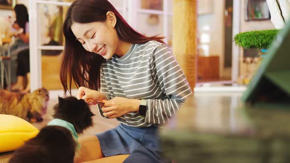 Happy cat playing with her owner at home.Attractive young asian woman feeding her cat  at cafe. alt