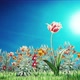 Flowers Field 4k - VideoHive Item for Sale