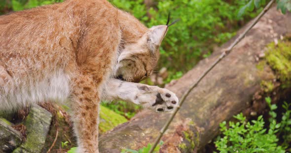 Lynx Licking Paw in Forest