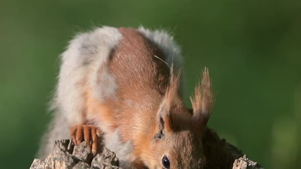 Red Squirrel on a bird feeder in the wild. Close up. Slow motion alt