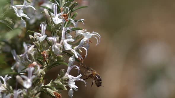 |European Honey Bee, apis mellifera, Bee in Flight, Foraging a Rosmary Flower, Pollinisation act alt