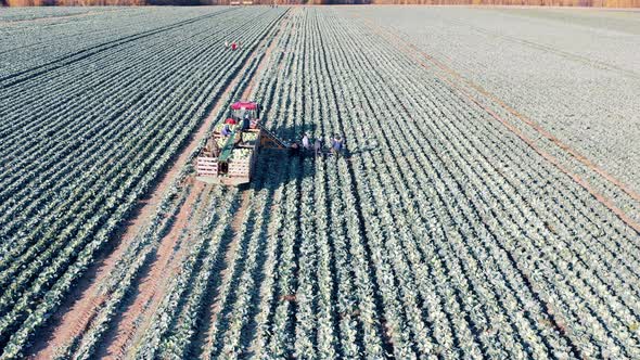 Cabbage Field Getting Harvested By a Combine with Agricultural Workers alt