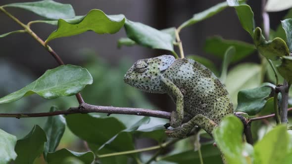 Chameleon Sitting on a Branch in a Green Forest Zanzibar alt