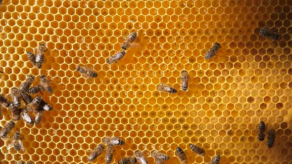 Bee Larvae in the Honeycomb, Insect Seeding. Swarm of Bees Working on a Honeycomb Carries Honey and alt