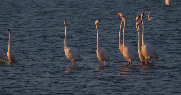 Pink flamingos during the courtship in the Camargue, France alt