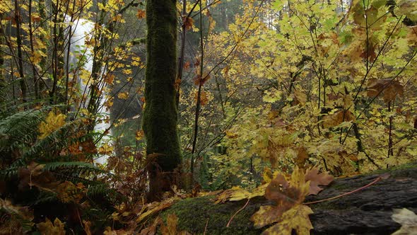 Waterfall viewed through colorful and lush foliage alt
