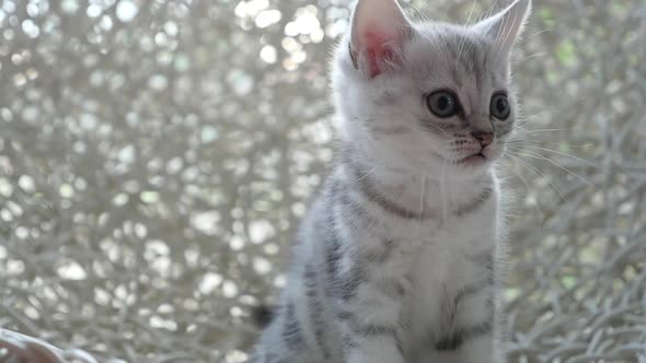 Cute British Kitten Sitting And Looking On Chair alt