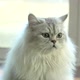 Close Up Of Persian Cat - VideoHive Item for Sale