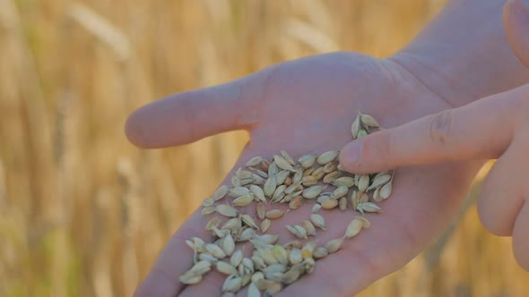 Rye Grains In Man's Hand