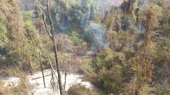 Green vegetation among burnt area in Campinas City of São Paulo State, Brazil alt
