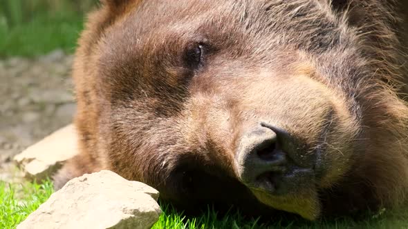 Big Brown Bear Sleeping Bear Head Close Up alt