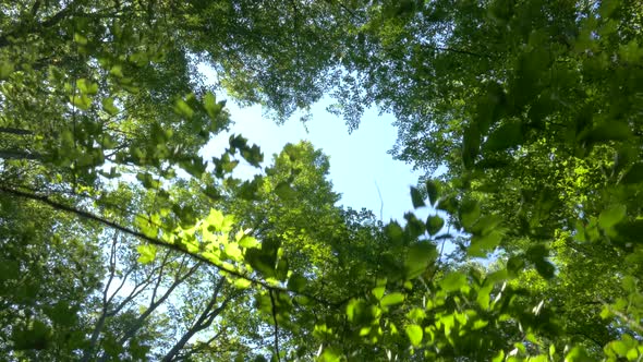 Green Forest in Summer