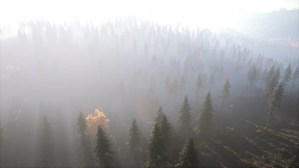 Aerial View of the Beautiful Autumn Forest at Sunset with Green Pine Trees alt