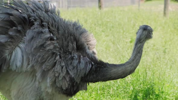 Close Up of Ostrich Bird Female in Captivity
