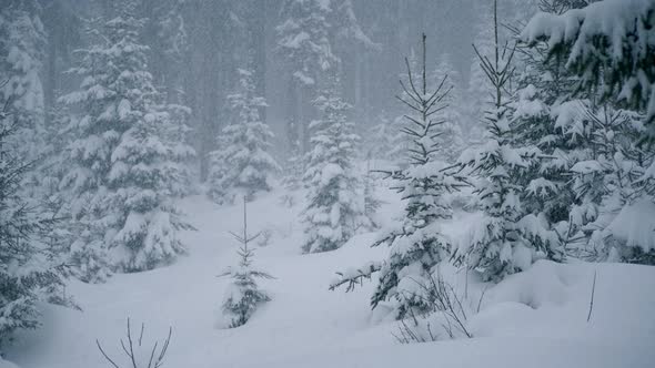 Pine Trees In A Snow Storm alt