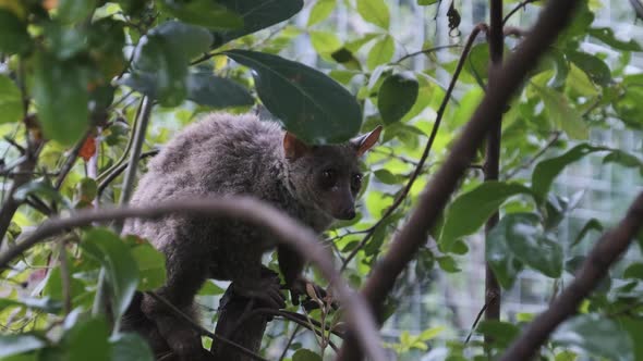 Greater Bushbaby Galago Sits on Green Branch in the Day Forest Zanzibar Africa alt