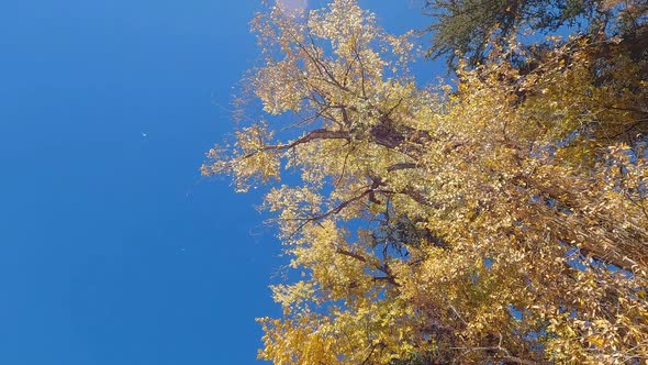 Looking up at colorful trees dropping leaves in Autumn alt