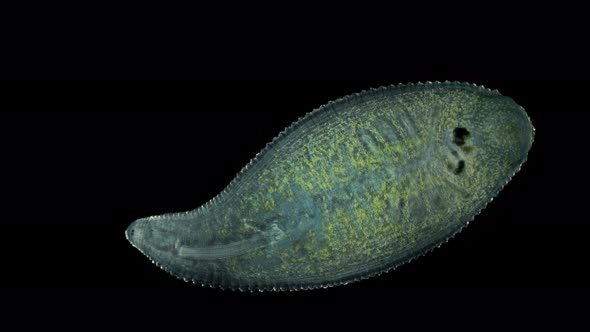 Leech Helobdella Stagnalis Under a Microscope Family Glossiphoniidae Order Rhynchobdellida alt