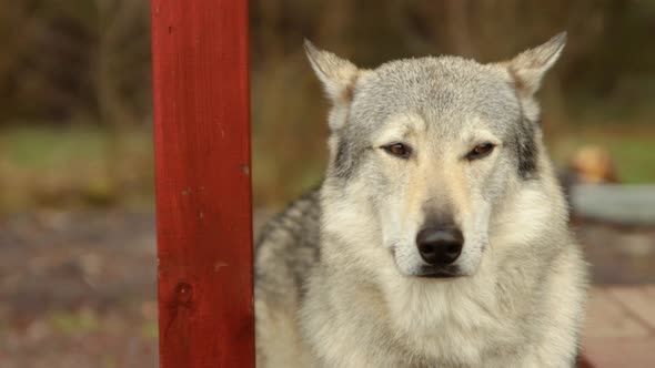 White Wolf portrait, Furry Domesticated Majestic Canine Dog observes blinking eyes calmly in slow mo alt