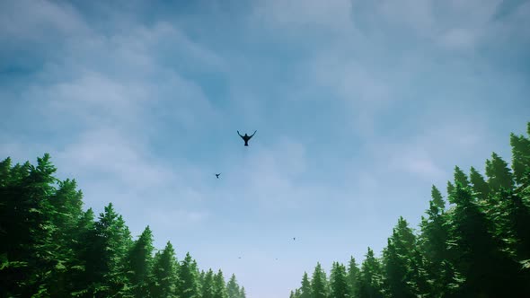 Flock of Birds Flying Over Forest(Moving Cloud) 4K 01 alt