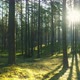 Forest Flying Between Trees In Morning - VideoHive Item for Sale