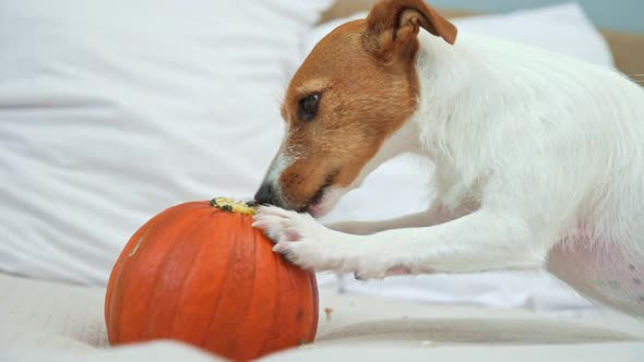 Dog Gnaws Orange Pumpkin Indoors alt