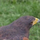 Harris Hawk - VideoHive Item for Sale