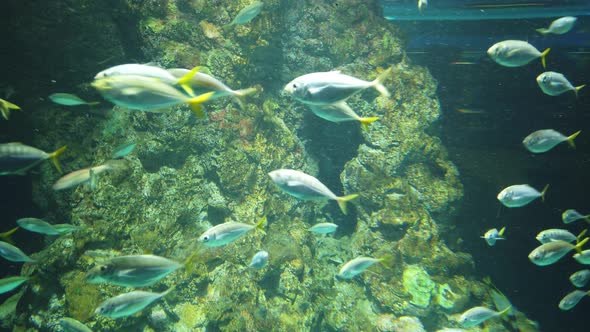 The Underwater World alt