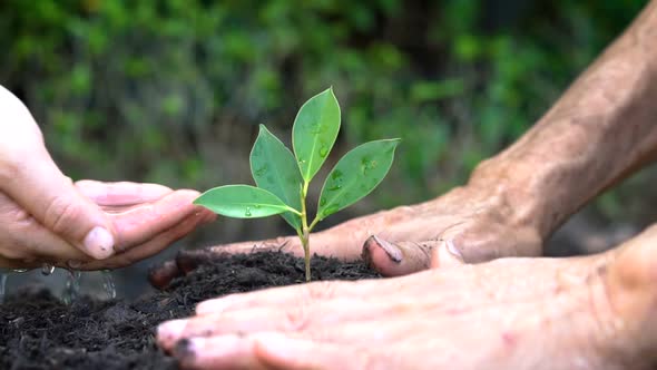 People Hands Take Care of Young Plant Tree Sprout, Stock Footage ...