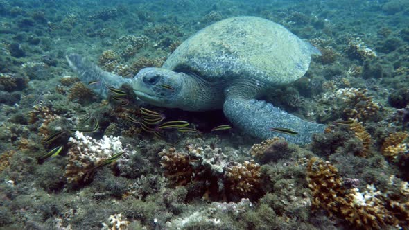 Atlantic Ridley Sea Turtle Swimming in the Coral Reef
