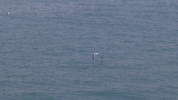 Seagull Fly Sea