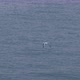 Seagull Fly Sea - VideoHive Item for Sale