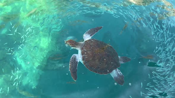 The Sea Turtle Eating in the Clear Transparent Sea Water