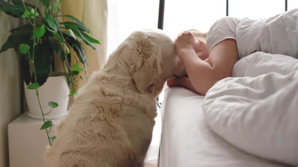 Funny Video. Love for Pets. Big White Dog Wakes Up the Mistress in the Bedroom in the Early Morning