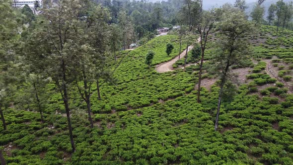 Aerial Footage of Tea Plantations in Sri Lanka